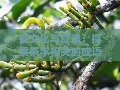 茶文化与成语：探索茶字相关的成语及其背后的文化意义