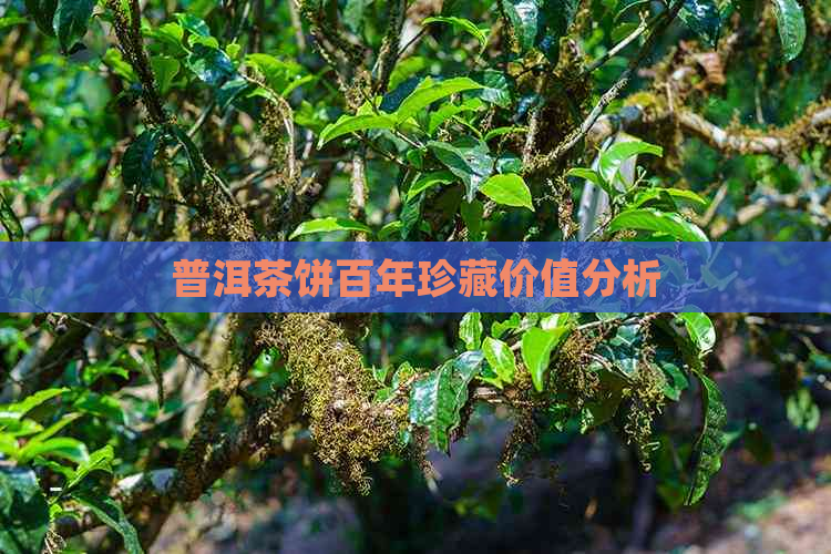 普洱茶饼百年珍藏价值分析