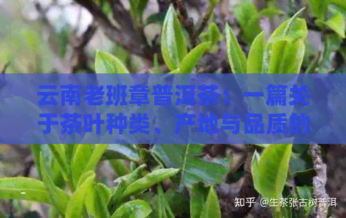 云南老班章普洱茶：一篇关于茶叶种类、产地与品质的全面解析