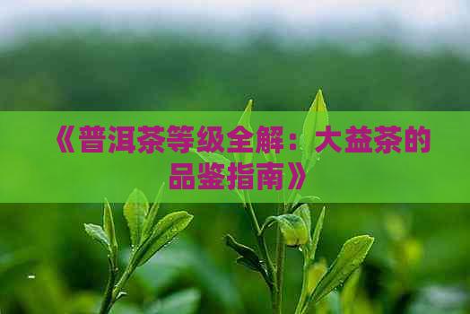 《普洱茶等级全解：大益茶的品鉴指南》