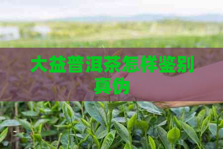 大益普洱茶怎样鉴别真伪