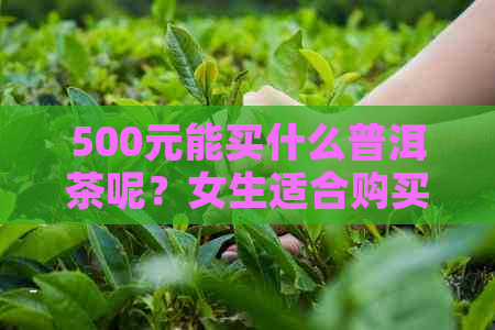 500元能买什么普洱茶呢？女生适合购买哪些普洱茶？