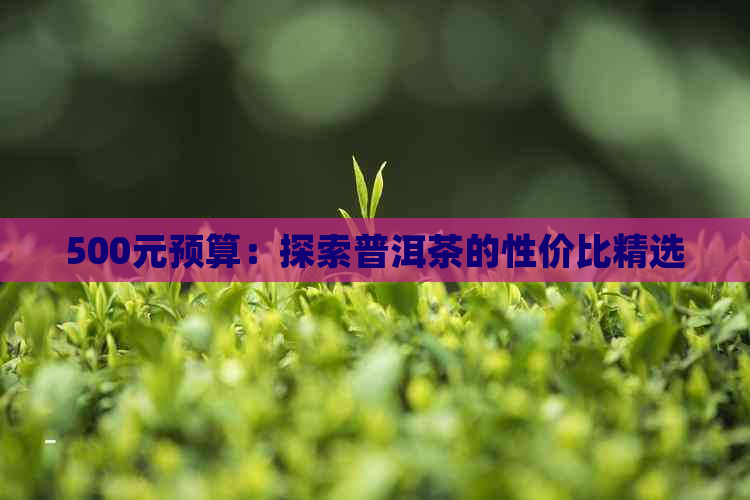 500元预算：探索普洱茶的性价比精选