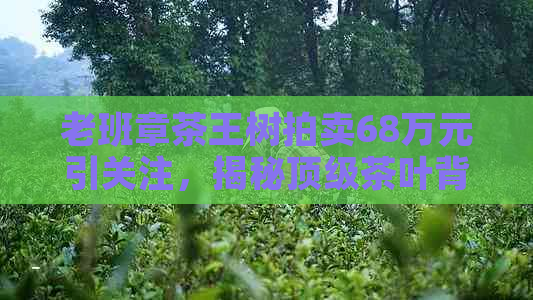 老班章茶王树拍卖68万元引关注，揭秘顶级茶叶背后的故事