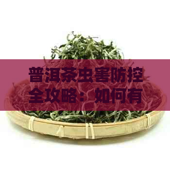 普洱茶虫害全攻略：如何有效防止和处理茶叶中的虫蛀问题