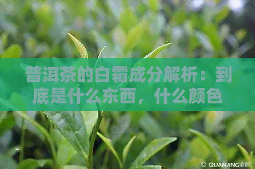 普洱茶的白霜成分解析：到底是什么东西，什么颜色？会消失吗？