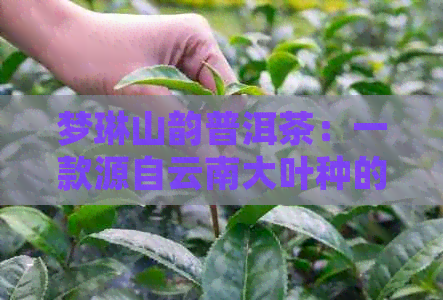 梦琳山韵普洱茶：一款源自云南大叶种的醇厚回之选