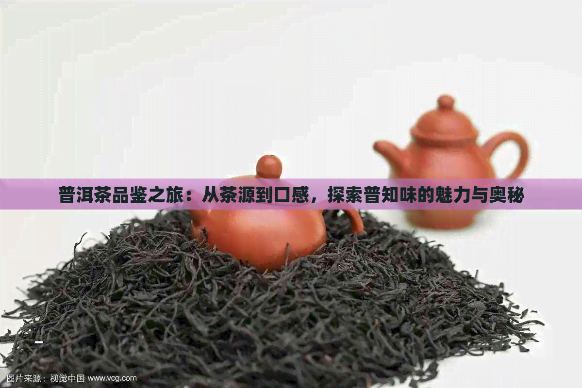 普洱茶品鉴之旅：从茶源到口感，探索普知味的魅力与奥秘