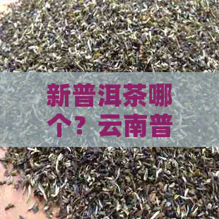 新普洱茶哪个？云南普洱茶知名有哪些？