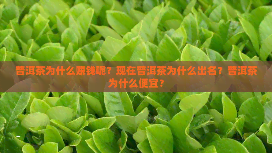 普洱茶为什么赚钱呢？现在普洱茶为什么出名？普洱茶为什么便宜？