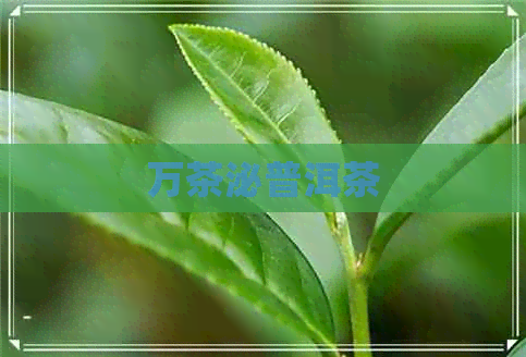 万茶泌普洱茶