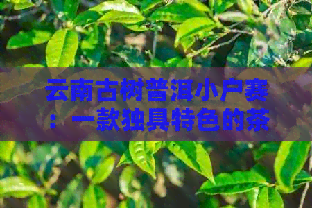 云南古树普洱小户赛：一款独具特色的茶品宴