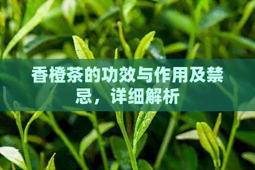 香橙茶的功效与作用及禁忌，详细解析