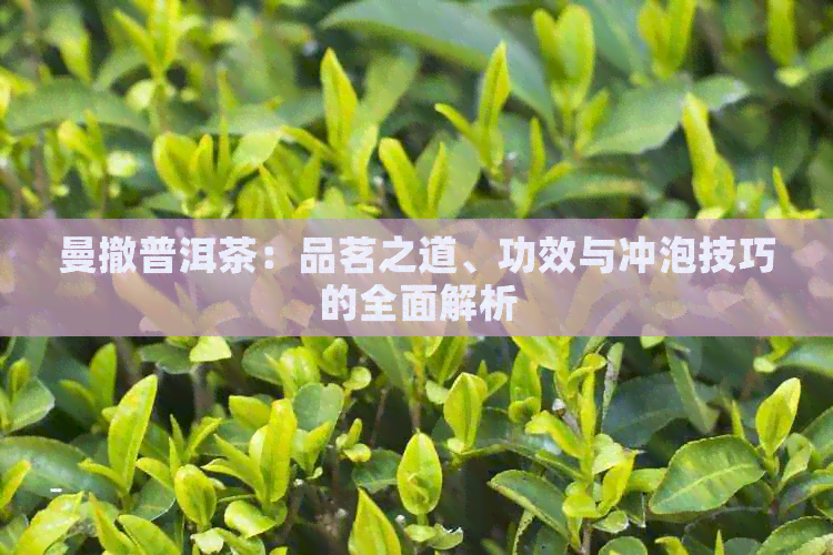 曼撤普洱茶：品茗之道、功效与冲泡技巧的全面解析