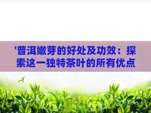 '普洱嫩芽的好处及功效：探索这一独特茶叶的所有优点'