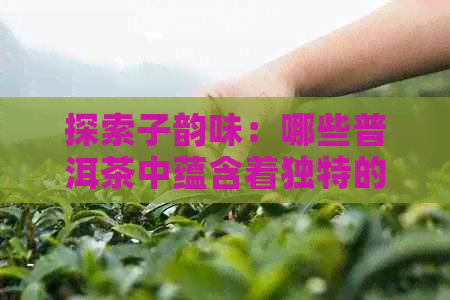 探索子韵味：哪些普洱茶中蕴含着独特的果香风味？