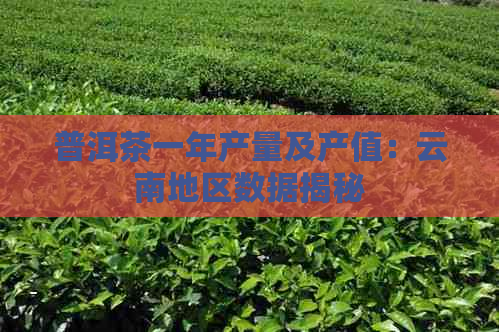 普洱茶一年产量及产值：云南地区数据揭秘