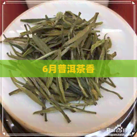 6月普洱茶香