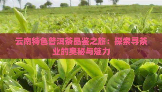 云南特色普洱茶品鉴之旅：探索寻茶业的奥秘与魅力