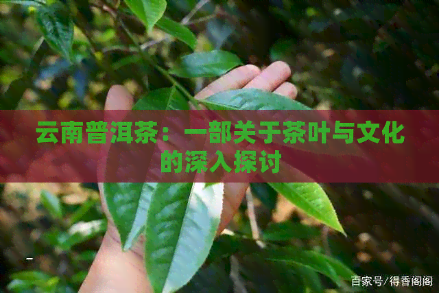 云南普洱茶：一部关于茶叶与文化的深入探讨