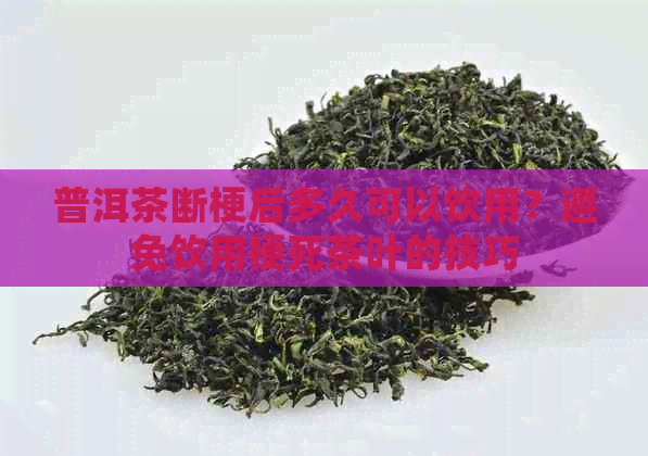 普洱茶断梗后多久可以饮用？避免饮用梗死茶叶的技巧