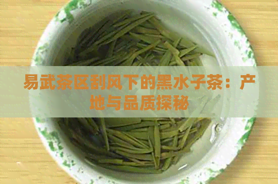 易武茶区刮风下的黑水子茶：产地与品质探秘