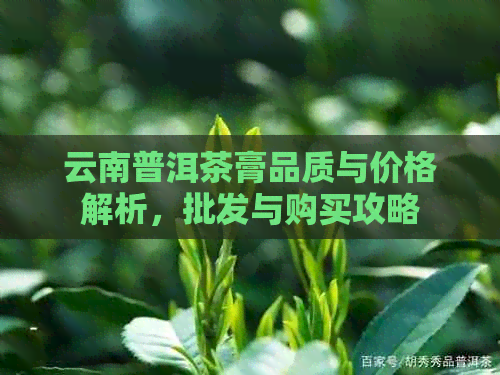 云南普洱茶膏品质与价格解析，批发与购买攻略