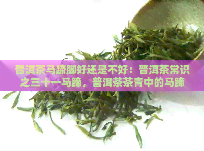 普洱茶马蹄脚好还是不好：普洱茶常识之三十一马蹄，普洱茶茶青中的马蹄