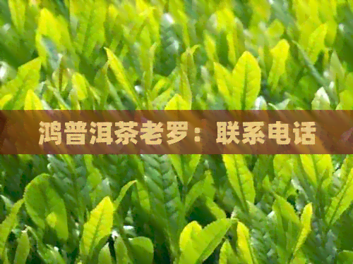 鸿普洱茶老罗：联系电话