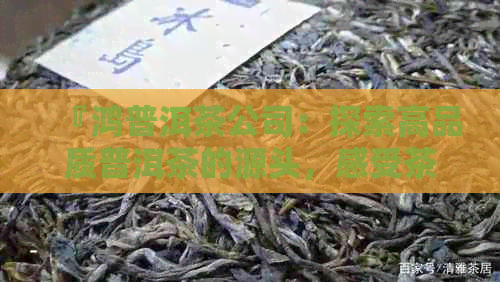 『鸿普洱茶公司：探索高品质普洱茶的源头，感受茶文化的独特魅力』