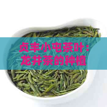 贞丰小屯茶叶：龙井茶的种植与加工基地