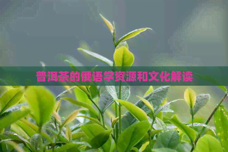 普洱茶的俄语学资源和文化解读