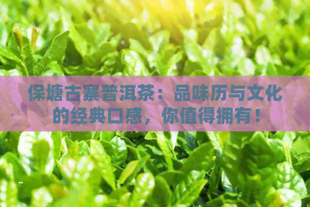 保塘古寨普洱茶：品味历与文化的经典口感，你值得拥有！