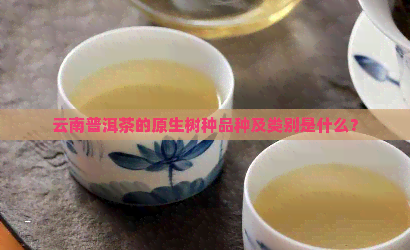 云南普洱茶的原生树种品种及类别是什么？