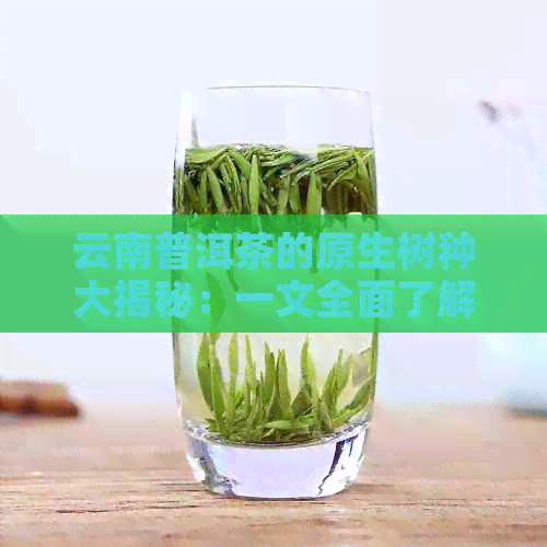 云南普洱茶的原生树种大揭秘：一文全面了解普洱茶的源头