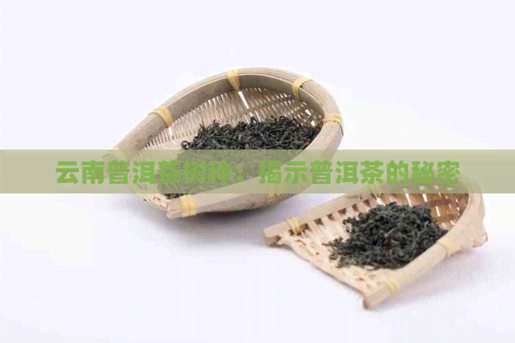 云南普洱茶树种：揭示普洱茶的秘密