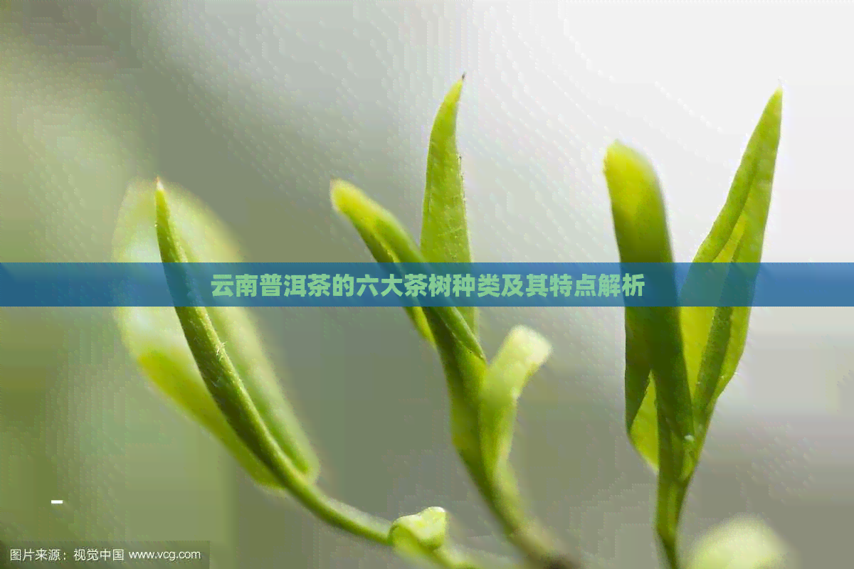 云南普洱茶的六大茶树种类及其特点解析