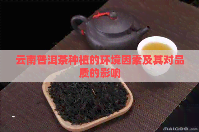 云南普洱茶种植的环境因素及其对品质的影响