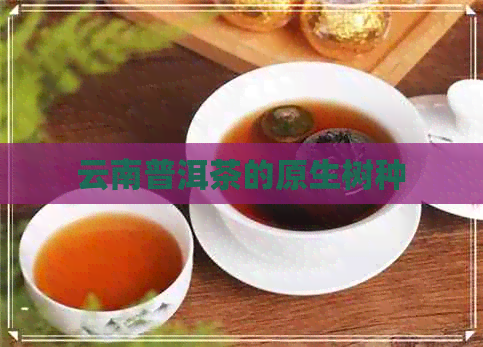 云南普洱茶的原生树种