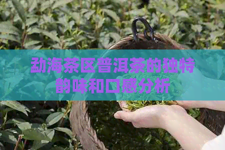 勐海茶区普洱茶的独特韵味和口感分析