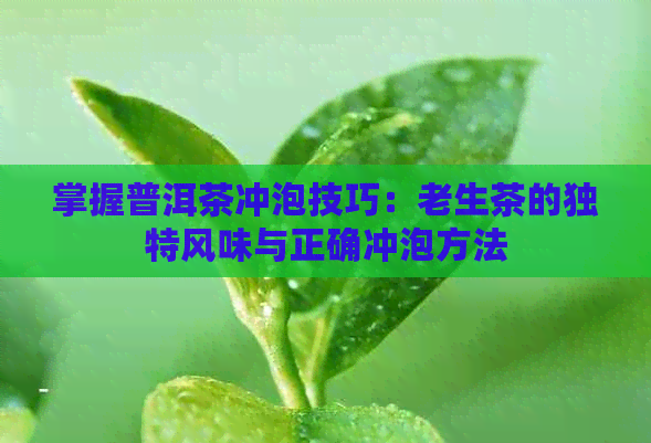 掌握普洱茶冲泡技巧：老生茶的独特风味与正确冲泡方法