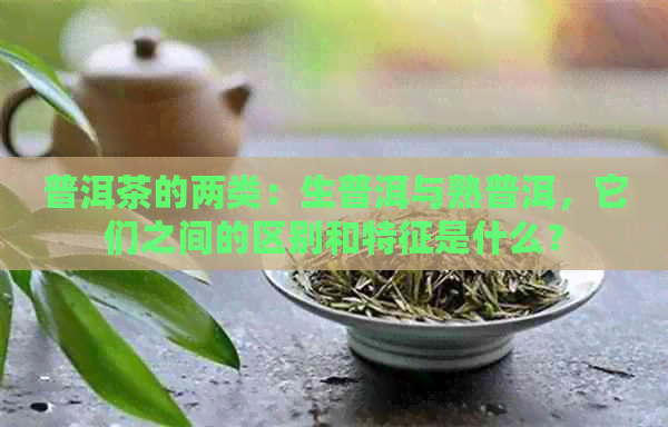 普洱茶的两类：生普洱与熟普洱，它们之间的区别和特征是什么？