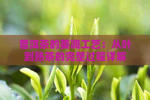 普洱茶的萎凋工艺：从叶到熟茶的完整过程详解