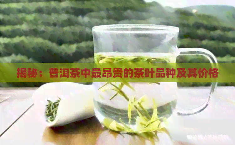 揭秘：普洱茶中最昂贵的茶叶品种及其价格