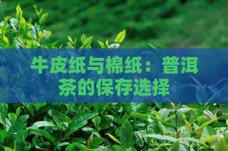 牛皮纸与棉纸：普洱茶的保存选择