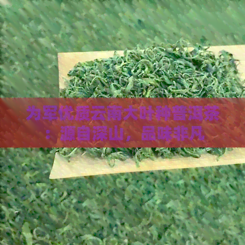 为军优质云南大叶种普洱茶：源自深山，品味非凡