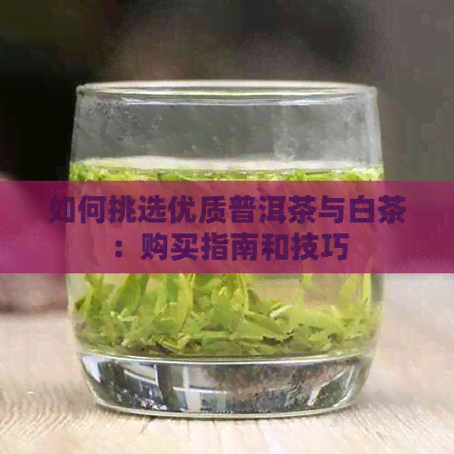 如何挑选优质普洱茶与白茶：购买指南和技巧