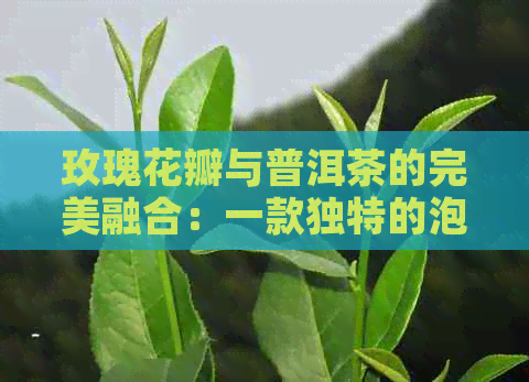 玫瑰花瓣与普洱茶的完美融合：一款独特的泡法指南