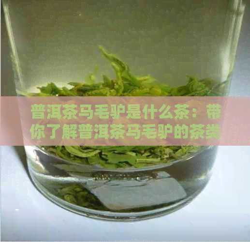 普洱茶马毛驴是什么茶：带你了解普洱茶马毛驴的茶类和茶种