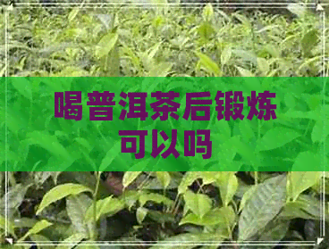 喝普洱茶后锻炼可以吗